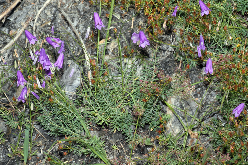 Campanula stenocodon / Campanula a corolla stretta